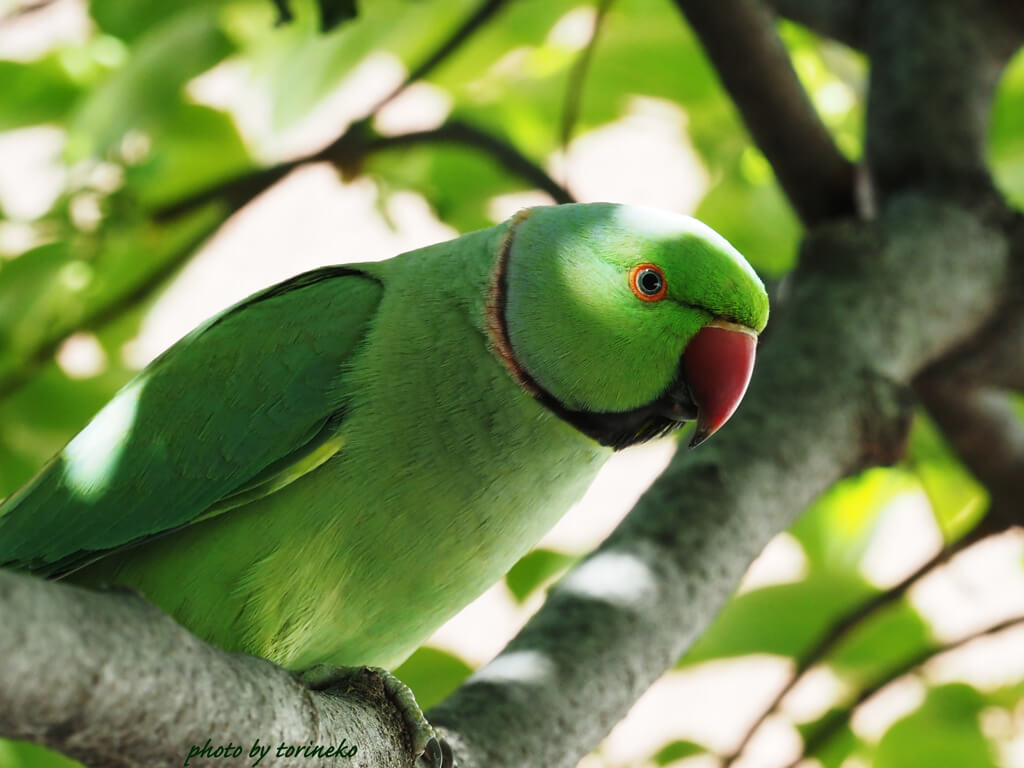 🦜東京の大量インコ[ 3分雑学 ] | 美容室(サロン)の設計・内装